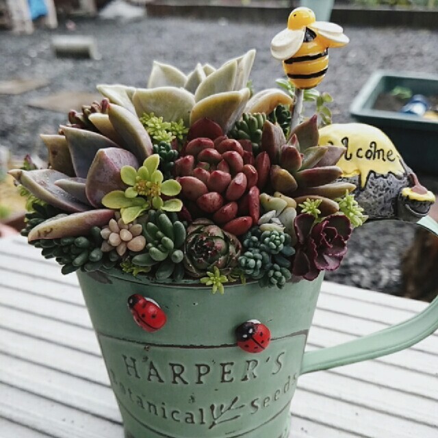 そのまま飾れる多肉植物寄植え♡ピンクルルビー入り ハンドメイドのフラワー/ガーデン(プランター)の商品写真