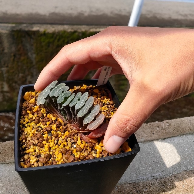 多肉植物 ハオルチア 玉扇  抜き苗 ハンドメイドのフラワー/ガーデン(その他)の商品写真