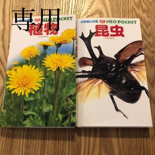 ショウガクカン(小学館)のtokyo_NY様専用　植物　昆虫　図鑑　ネオポケット(絵本/児童書)