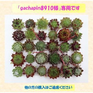 多肉植物 【0556】  カラフルミニセンペル30種セット（名前付き）(その他)