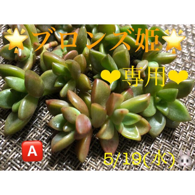 専用❤︎多肉植物❤︎ブロンズ姫❤︎14頭❤︎カット苗🅰️🪴🪴 ハンドメイドのフラワー/ガーデン(その他)の商品写真