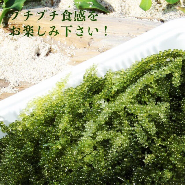 沖縄直送 海ぶどう 2キロ　茎無し　A良品　送料無料！