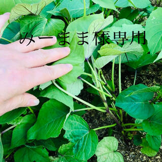 パープルスイートロード芋苗50本(野菜)