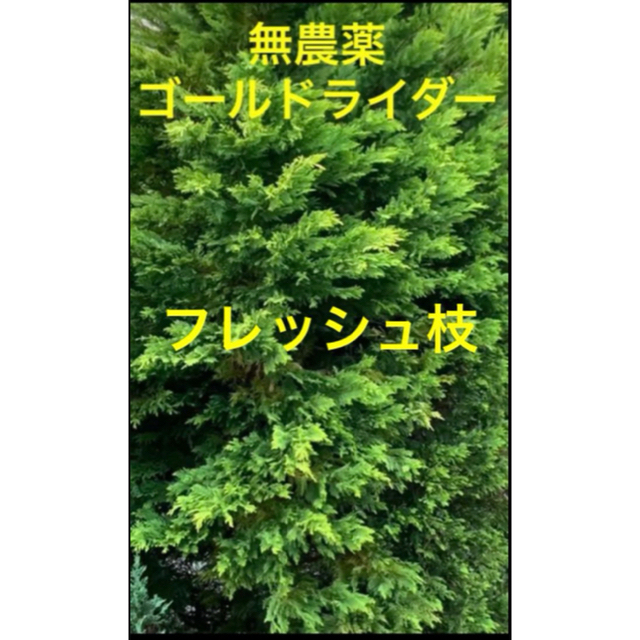 クリスマスリース材、花材、装飾素材などに⭐️ゴールドライダー枝 30cm/5本 ハンドメイドのフラワー/ガーデン(その他)の商品写真