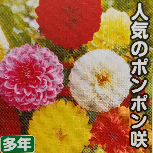 ダリアの種    ポンポン咲きミックス＋おまけ ハンドメイドのフラワー/ガーデン(その他)の商品写真