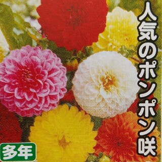 ダリアの種     ポンポン咲きミックス＋おまけ(その他)