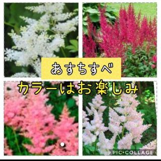 アスチルベ  花苗(その他)