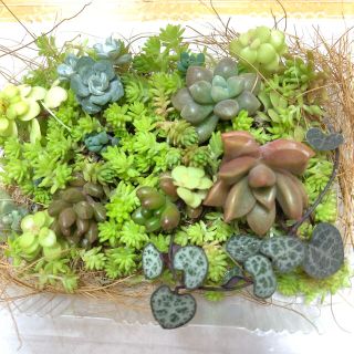 多肉植物　セダム 寄せ植え(その他)