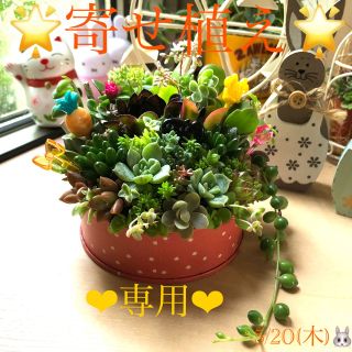 専用❤︎寄せ植え❤︎黒法師入り♪🪴🪴(その他)