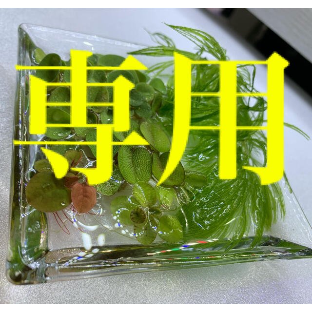 即納 全国送料無料 専用 500円セット マツモ1本 ウィローモス3g 他店圧倒価格 最安値に挑戦 即納 全国送料無料 専用 500円セット マツモ1本 ウィローモス3g 他店圧倒価格 最安値に挑戦