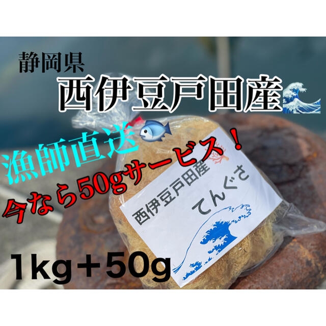 静岡県　西伊豆　戸田産　天草　てんぐさ　ところてん　漁師直送