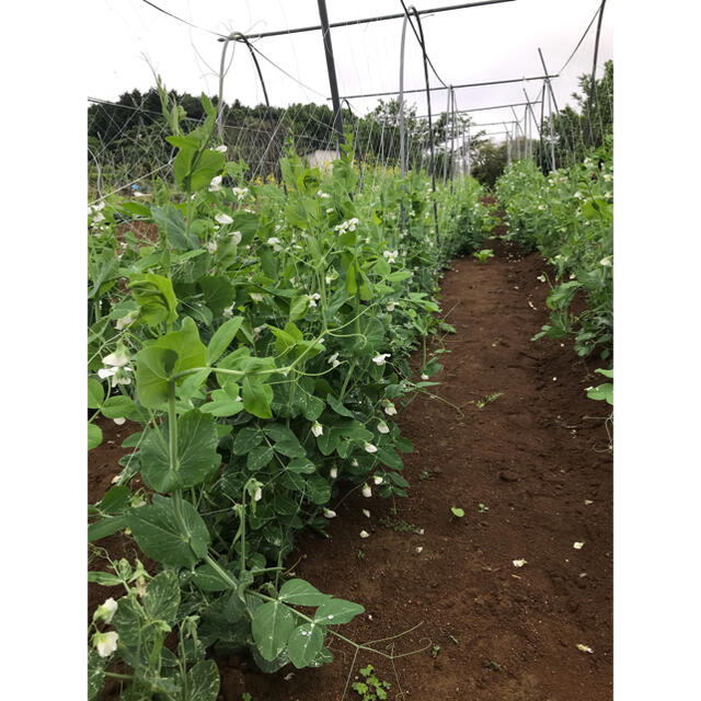 野菜　詰め合わせ　80サイズ　直送 食品/飲料/酒の食品(野菜)の商品写真