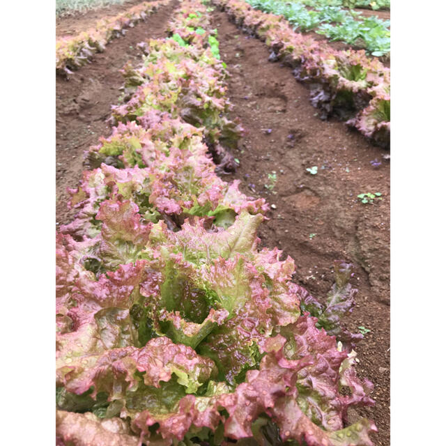 野菜　詰め合わせ　80サイズ　直送 食品/飲料/酒の食品(野菜)の商品写真