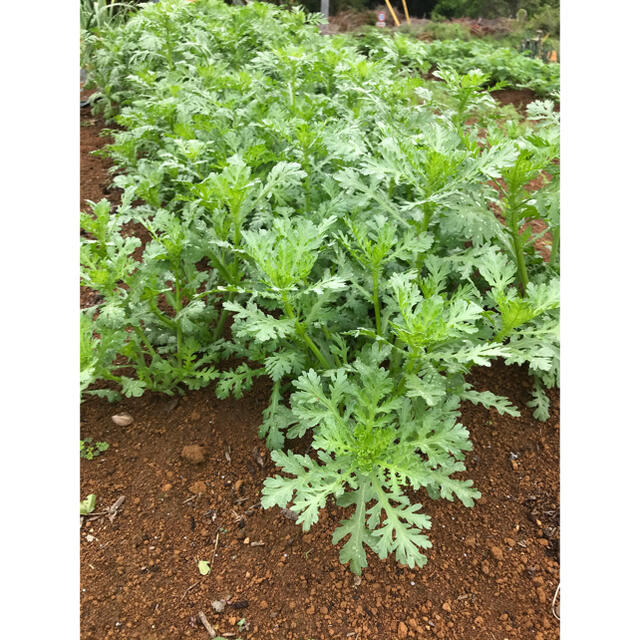 野菜　詰め合わせ　80サイズ　直送 食品/飲料/酒の食品(野菜)の商品写真