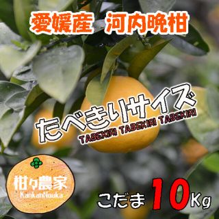 河内晩柑こだま　訳あり10キロ(フルーツ)