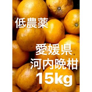 愛媛県　低農薬　宇和ゴールド　河内晩柑　15kg(フルーツ)