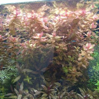 送料込み水草お買い徳セット(アクアリウム)