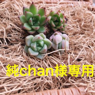 純chan様専用  2種4苗(その他)