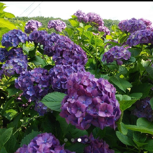 紫陽花　アジサイ　ピンク→紫挿し木用　挿し穂 カット苗 ハンドメイドのフラワー/ガーデン(その他)の商品写真