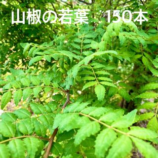 朝採り新鮮　山椒の葉　150枚　薬味　漬物　佃煮などに(野菜)