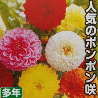 ダリアの種     ポンポン咲きミックス＋おまけ   最後(その他)