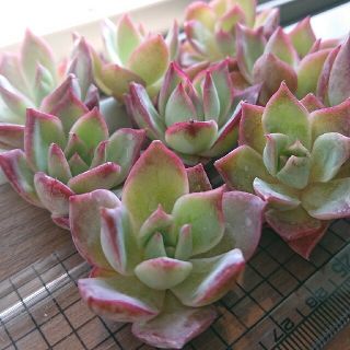 多肉植物 韓国苗 カット苗 ✨レア✨コスタセラ 残1苗(その他)