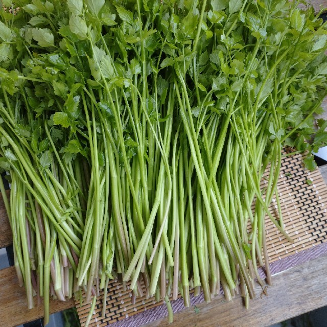 セリ　芹　天然　無農薬　六甲山麓 食品/飲料/酒の食品(野菜)の商品写真