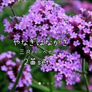 ヤナギハナガサ  花苗(その他)