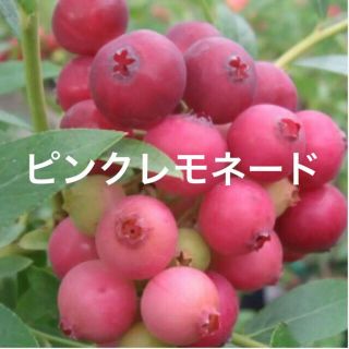 フルーツ ピンク 桃色系 の通販 0点以上 食品 飲料 酒 お得な新品 中古 未使用品のフリマならラクマ フルーツ ピンク 桃色系 の通販 0点以上 食品 飲料 酒 お得な新品 中古 未使用品のフリマならラクマ