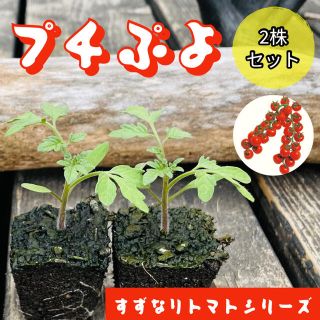 【スピード発送】ミニトマト苗　ＣＦプチぷよ苗 2株（赤）無農薬野菜苗(野菜)