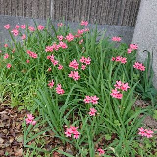 姫ヒオウギ来期開花予定球根(その他)