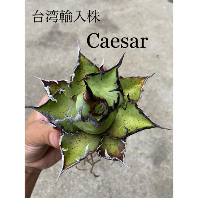 アガベ　チタノタ　シーザー（Caesar)台湾輸入株