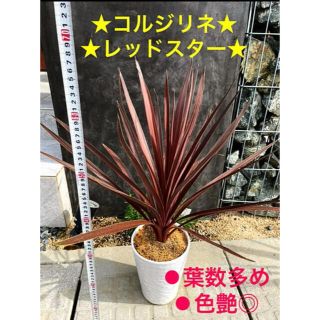 【※このサイズの入荷今回でラスト❗️コルジリネ レッドスター ❗️葉数多め❗️】(その他)