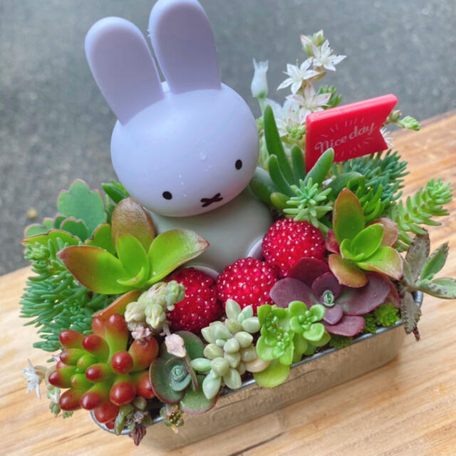 ★★特大ミッフィー❤️可愛い★寄せ植え★モリモリ★このまま飾れます★多肉植物 ハンドメイドのフラワー/ガーデン(その他)の商品写真