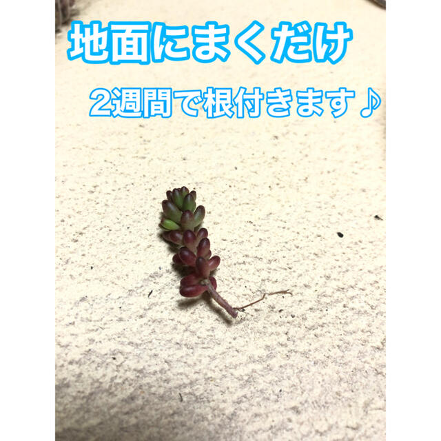 33多肉植物　赤く紅葉するセダム コーラルカーペット 70苗　即購入歓迎 ハンドメイドのフラワー/ガーデン(その他)の商品写真