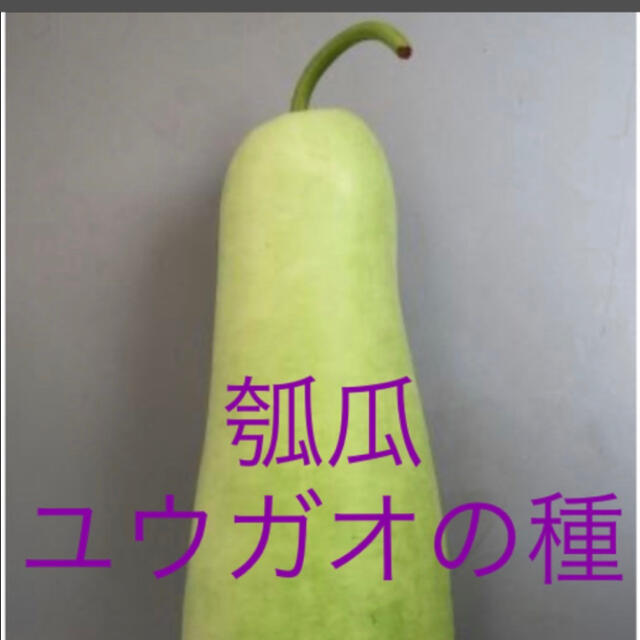 瓠瓜 ユウガオ 野菜種 10個 食品/飲料/酒の食品(野菜)の商品写真