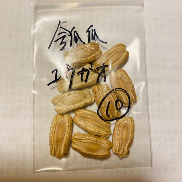 瓠瓜 ユウガオ 野菜種 10個 食品/飲料/酒の食品(野菜)の商品写真