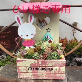 ★ひい様ご専用〜多肉植物　寄せ植え〜★(その他)