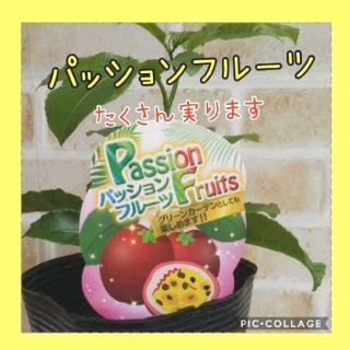 パッションフルーツの苗　１ポット(その他)