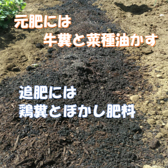 ポンパ様専用 定期便 安全・安心野菜セット 食品/飲料/酒の食品(野菜)の商品写真