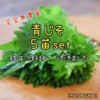 青じその苗   ５本完全無農薬(その他)