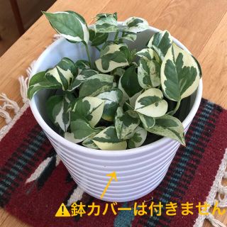 観葉植物☘ポトス（鉢付）(置物)