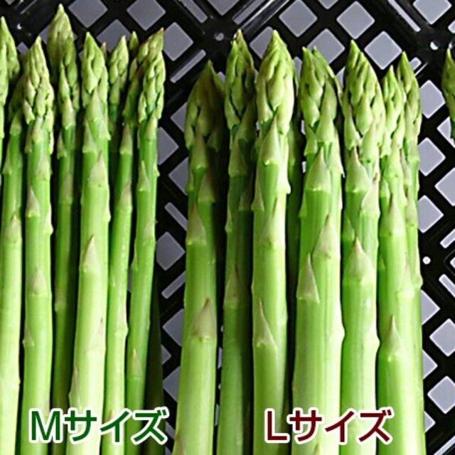 グリーンアスパラ 1kg 食品/飲料/酒の食品(野菜)の商品写真