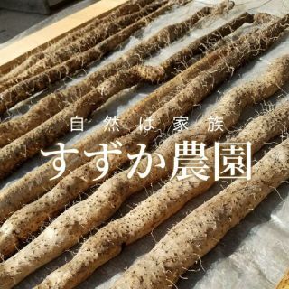 天照様専用自然薯～1キログラム～(野菜)