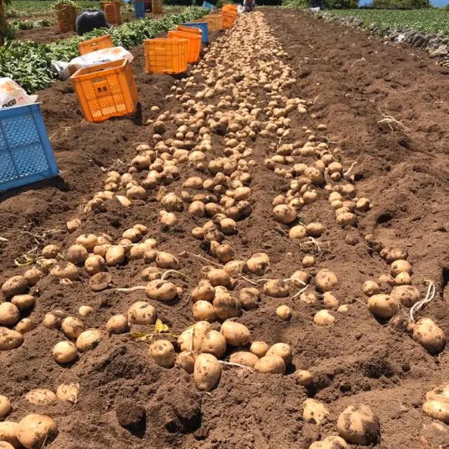 新じゃがいも5kg 長崎県産 食品/飲料/酒の食品(野菜)の商品写真