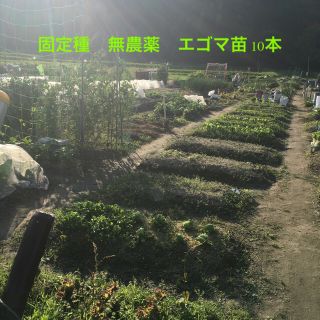 無農薬　固定種　エゴマ　苗10本(野菜)