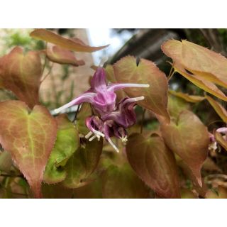 イカリソウ　2株　蕾付き花付き　苗　ピンク　山野草　多年草(その他)