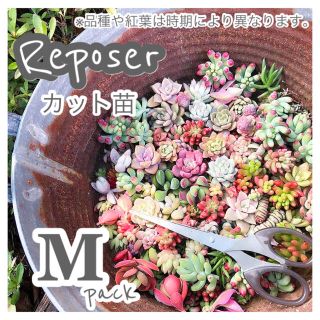 ルポゼ　多肉植物　春のおまかせカット苗　M(その他)