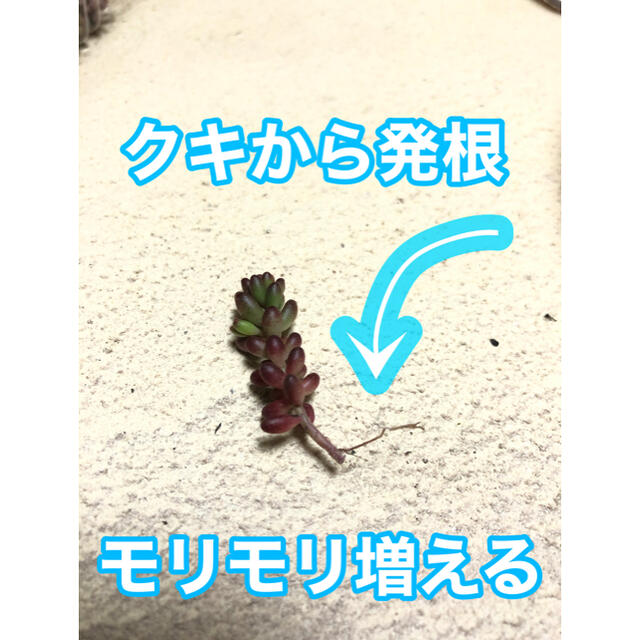 41多肉植物　赤く紅葉するセダム コーラルカーペット 70苗　即購入歓迎 ハンドメイドのフラワー/ガーデン(その他)の商品写真