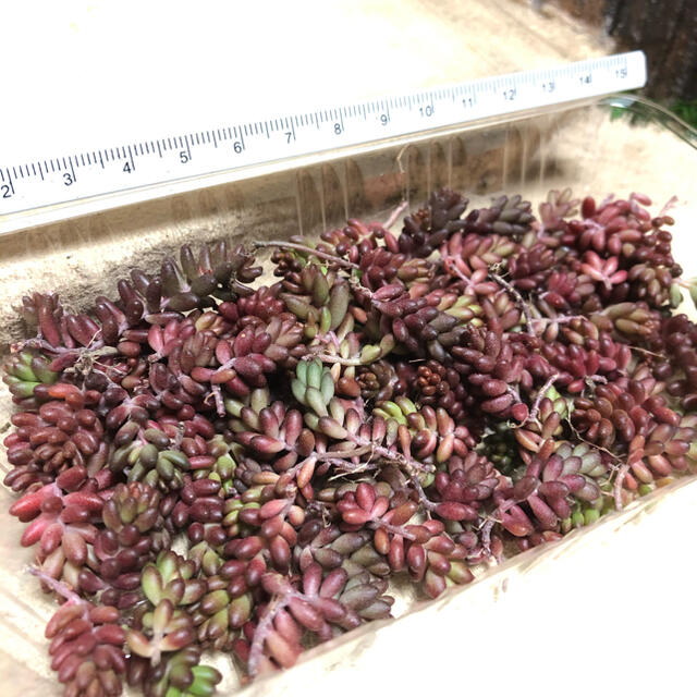 41多肉植物　赤く紅葉するセダム コーラルカーペット 70苗　即購入歓迎 ハンドメイドのフラワー/ガーデン(その他)の商品写真